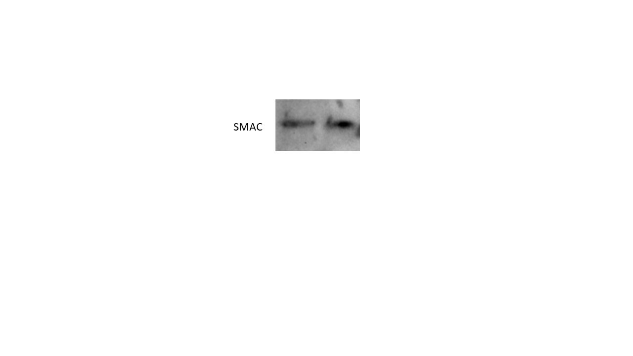 SMAC/Diablo Antibody (78-1-118) - BSA Free NB500-213