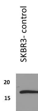 Survivin Antibody (60.11) - BSA Free NB500-238