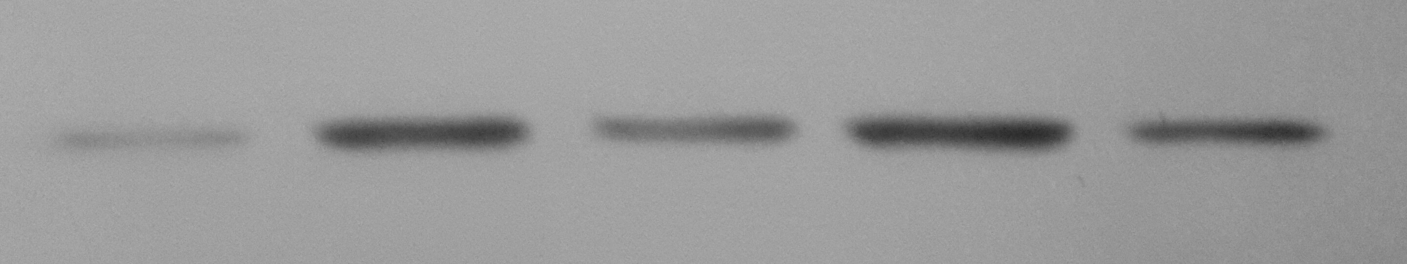 Beclin 1 Antibody - BSA Free NB500-249