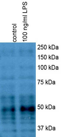 Beclin 1 Antibody - BSA Free NB500-249