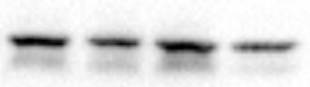 Beclin 1 Antibody - BSA Free NB500-249