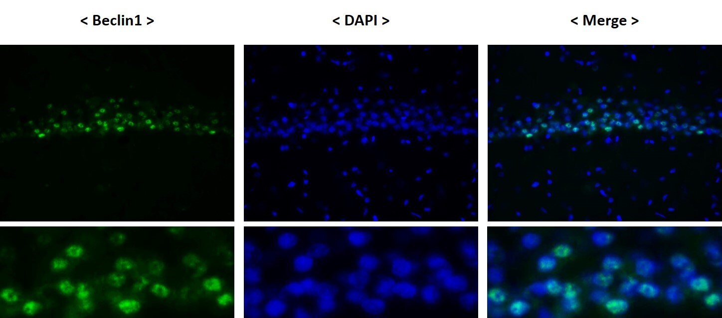 Beclin 1 Antibody - BSA Free NB500-249
