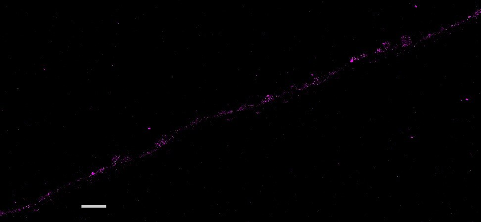 CD9 Antibody (MEM-61) - BSA Free NB500-327