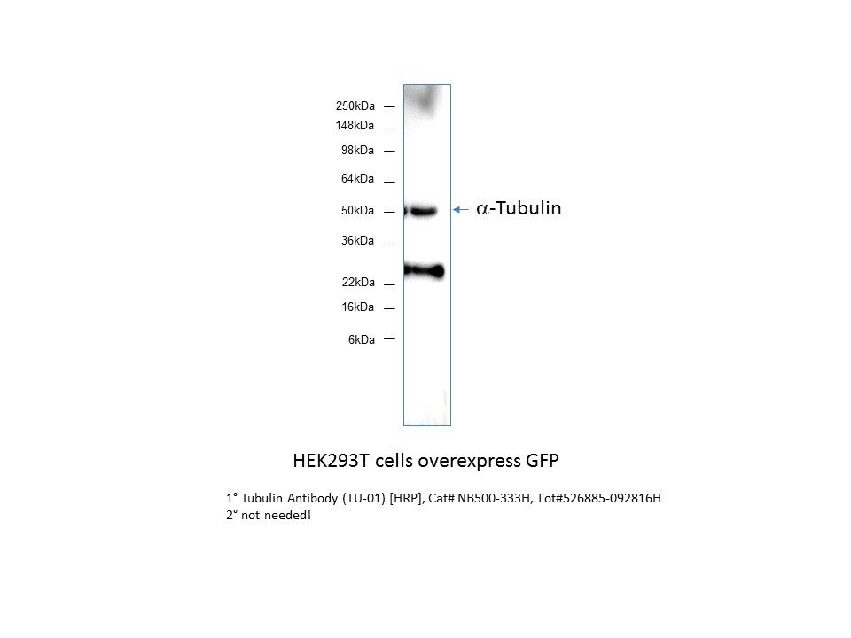 alpha Tubulin Antibody (TU-01) [HRP] NB500-333H