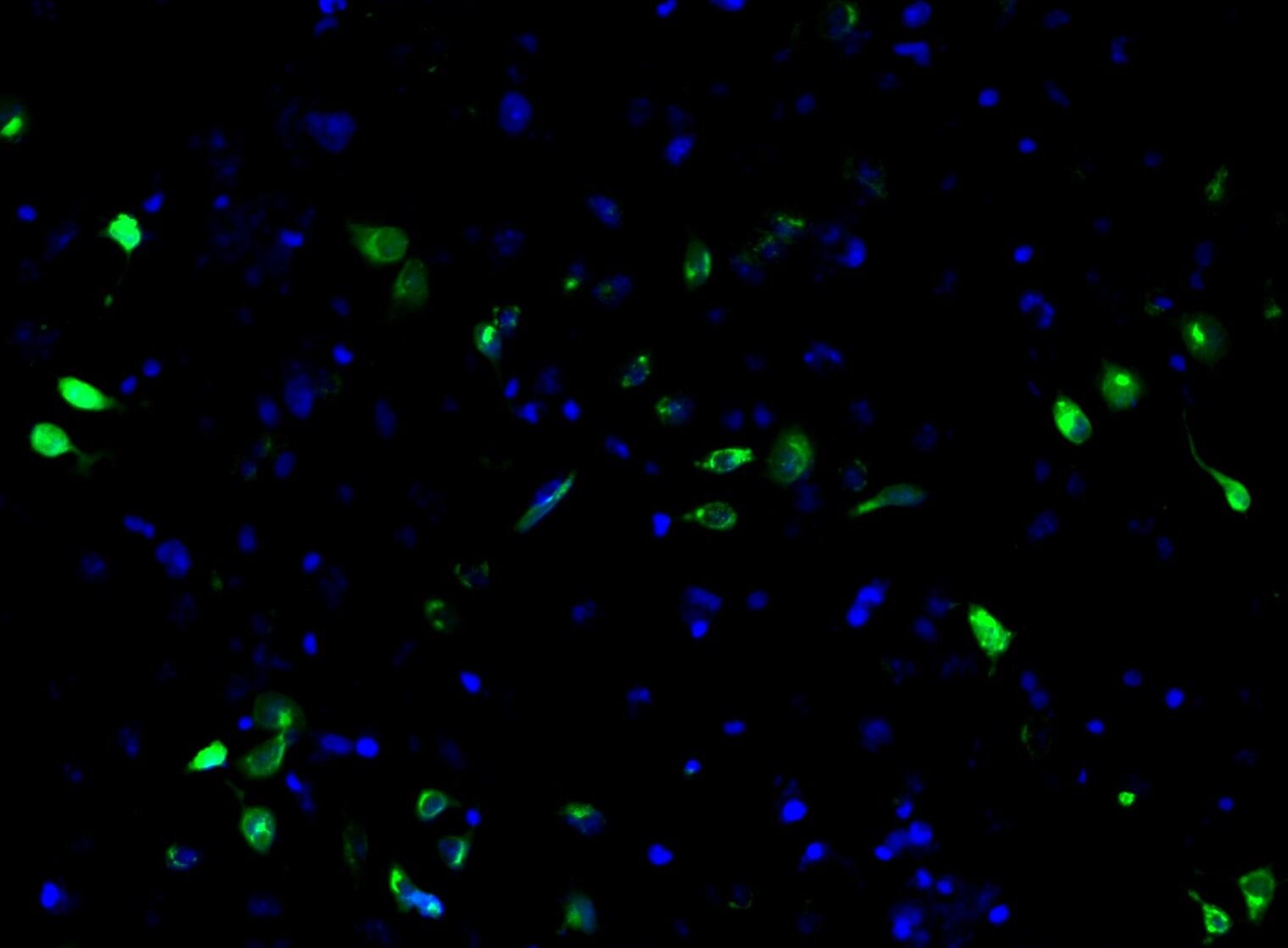 HIV-1 Gag p24 Antibody (ND1) [Alexa Fluor® 488] NB500-473AF488