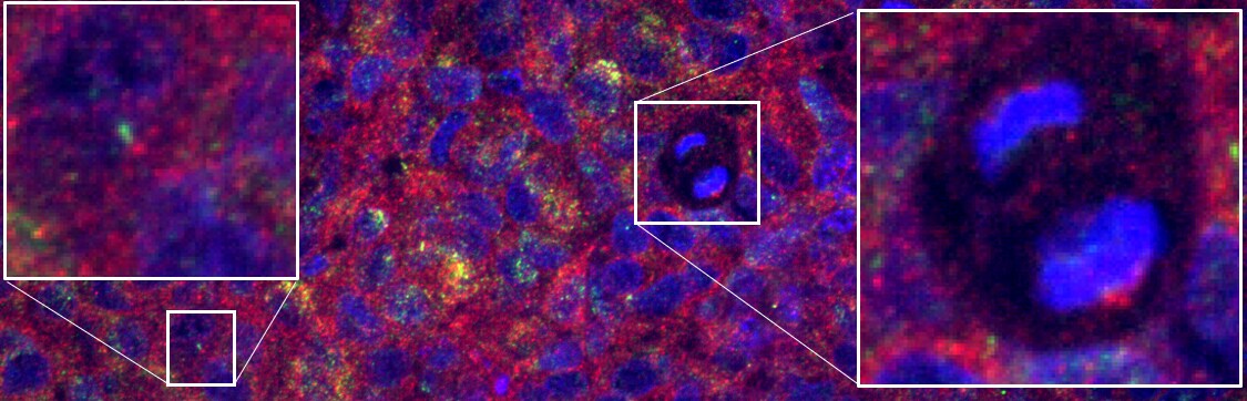 gamma Tubulin Antibody (TU-30) - BSA Free NB500-574