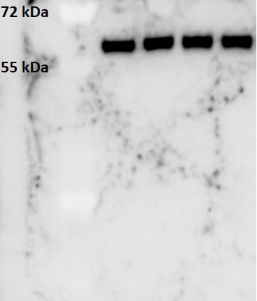 Calreticulin Antibody - BSA Free NB600-103