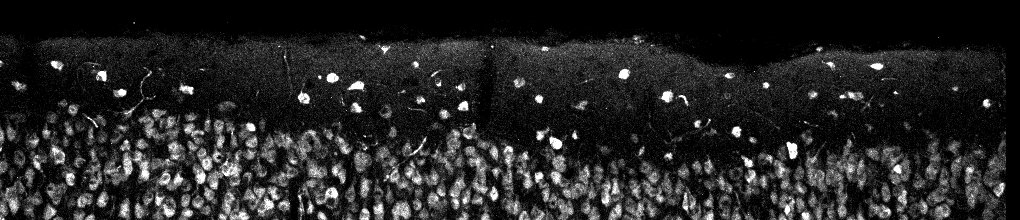 Reelin Antibody (G10) - BSA Free NB600-1081
