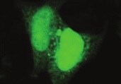 Noxa Antibody (114C307.1) - Non-Recombinant Monoclonal NB600-1159