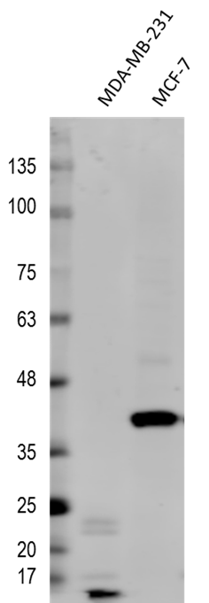 EpCAM/TROP1 Antibody (AUA1) - BSA Free NB600-1182