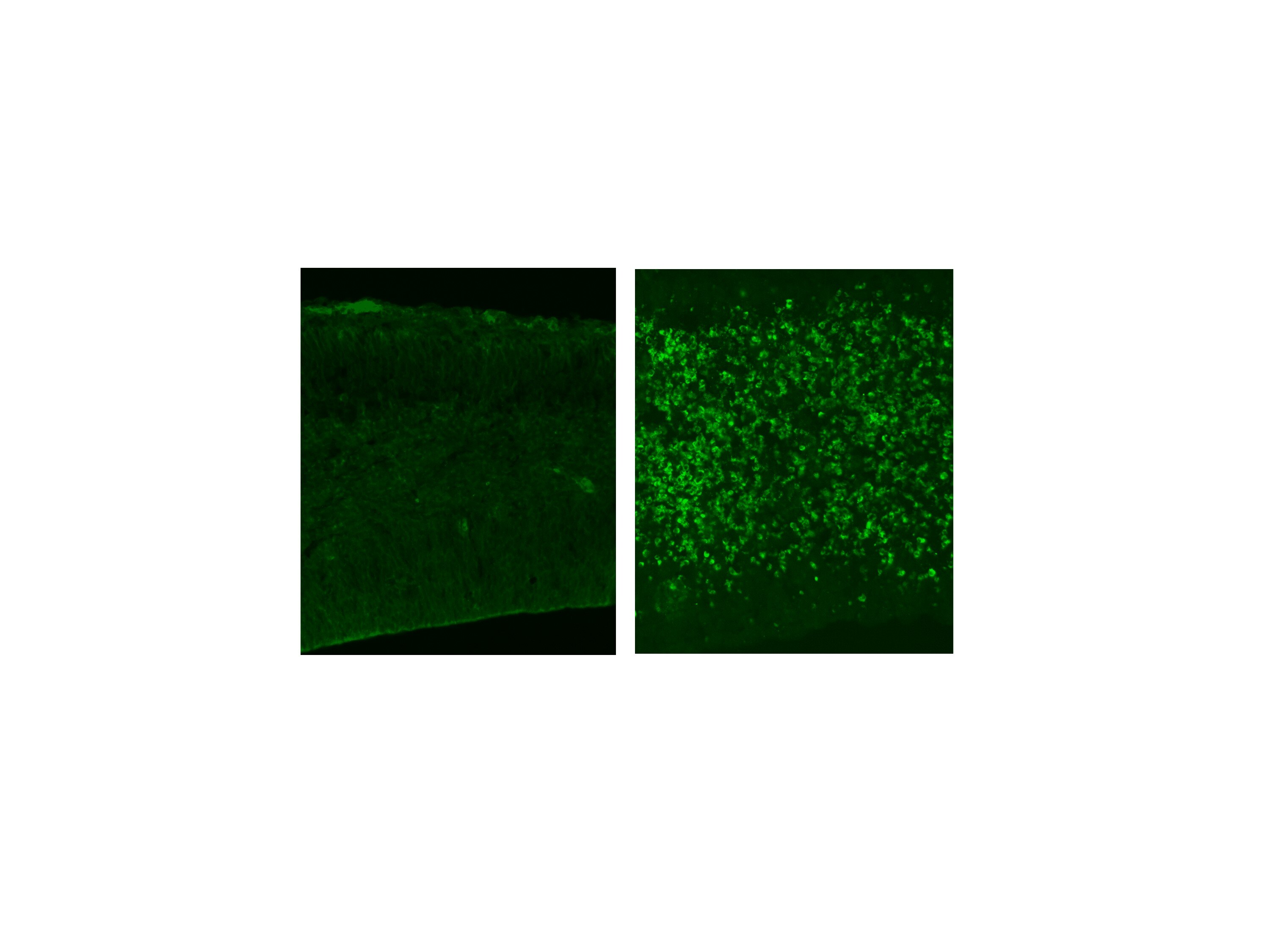 Caspase-3 Antibody NB600-1235