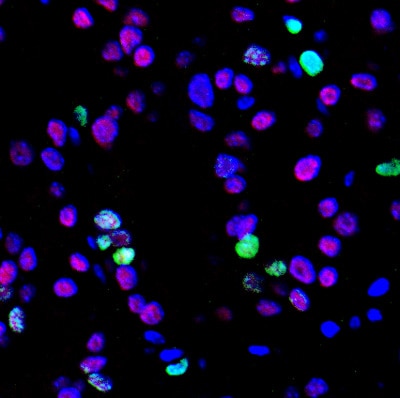 Ki67/MKI67 Antibody (SP6) - Unpurified NB600-1252