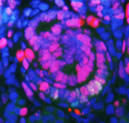 Ki67/MKI67 Antibody (SP6) - Unpurified NB600-1252