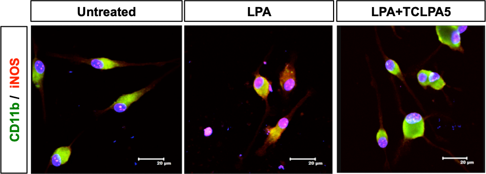 CD11b Antibody (M1/70.15) - BSA Free NB600-1327