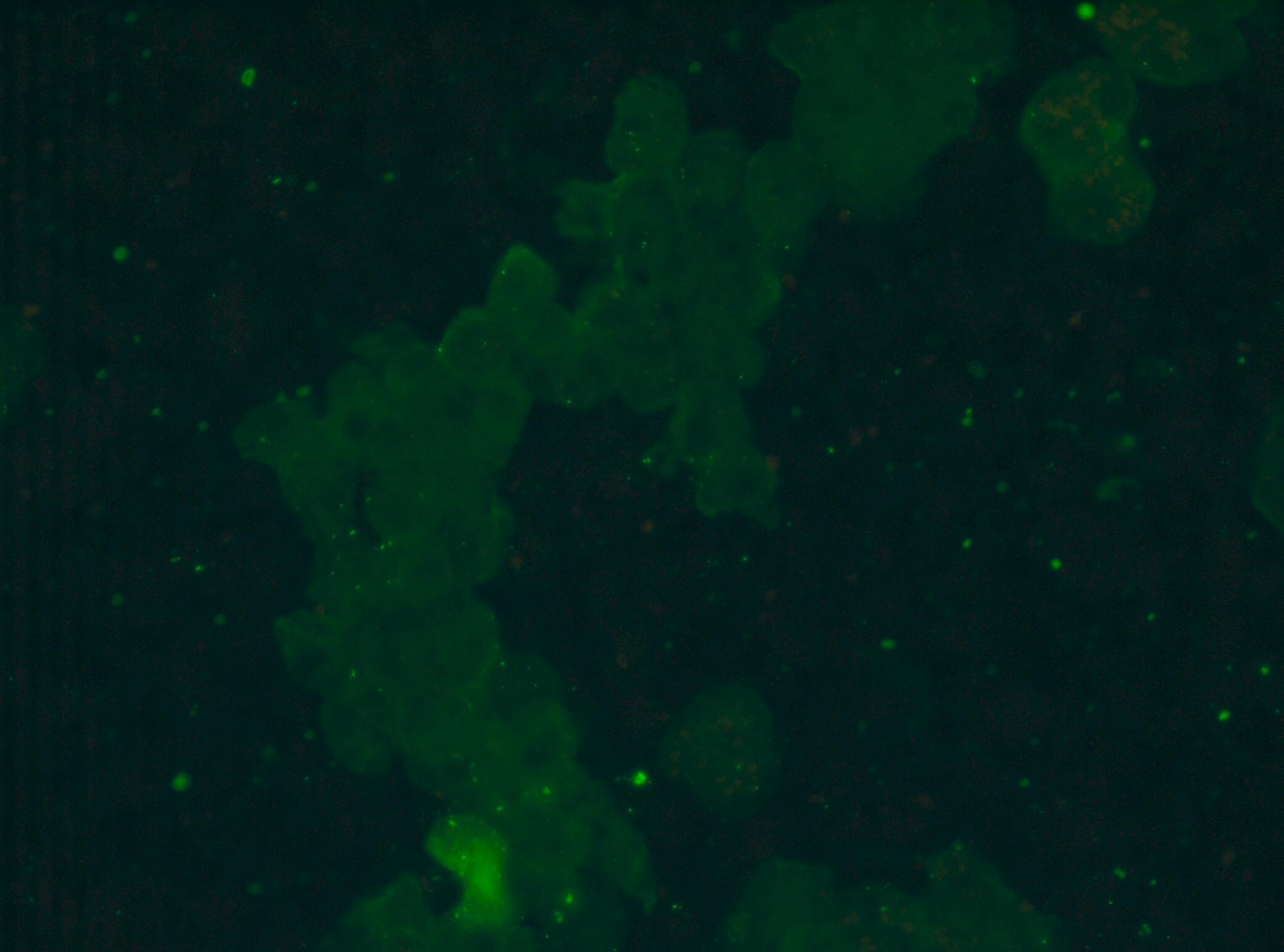 CD11b Antibody (M1/70.15) [Alexa Fluor® 647] NB600-1327AF647