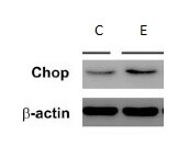 GADD153/CHOP Antibody (9C8) - BSA Free NB600-1335