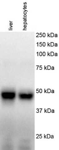 GADD153/CHOP Antibody (9C8) - BSA Free NB600-1335
