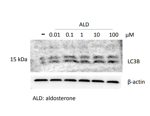 LC3B Antibody - BSA Free NB600-1384
