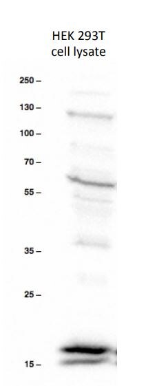 LC3B Antibody - BSA Free NB600-1384