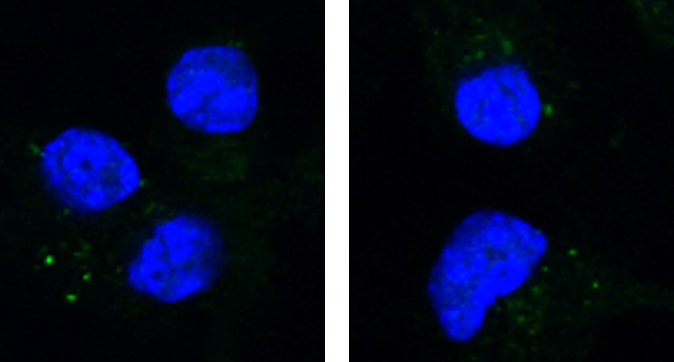 LC3B Antibody - BSA Free NB600-1384