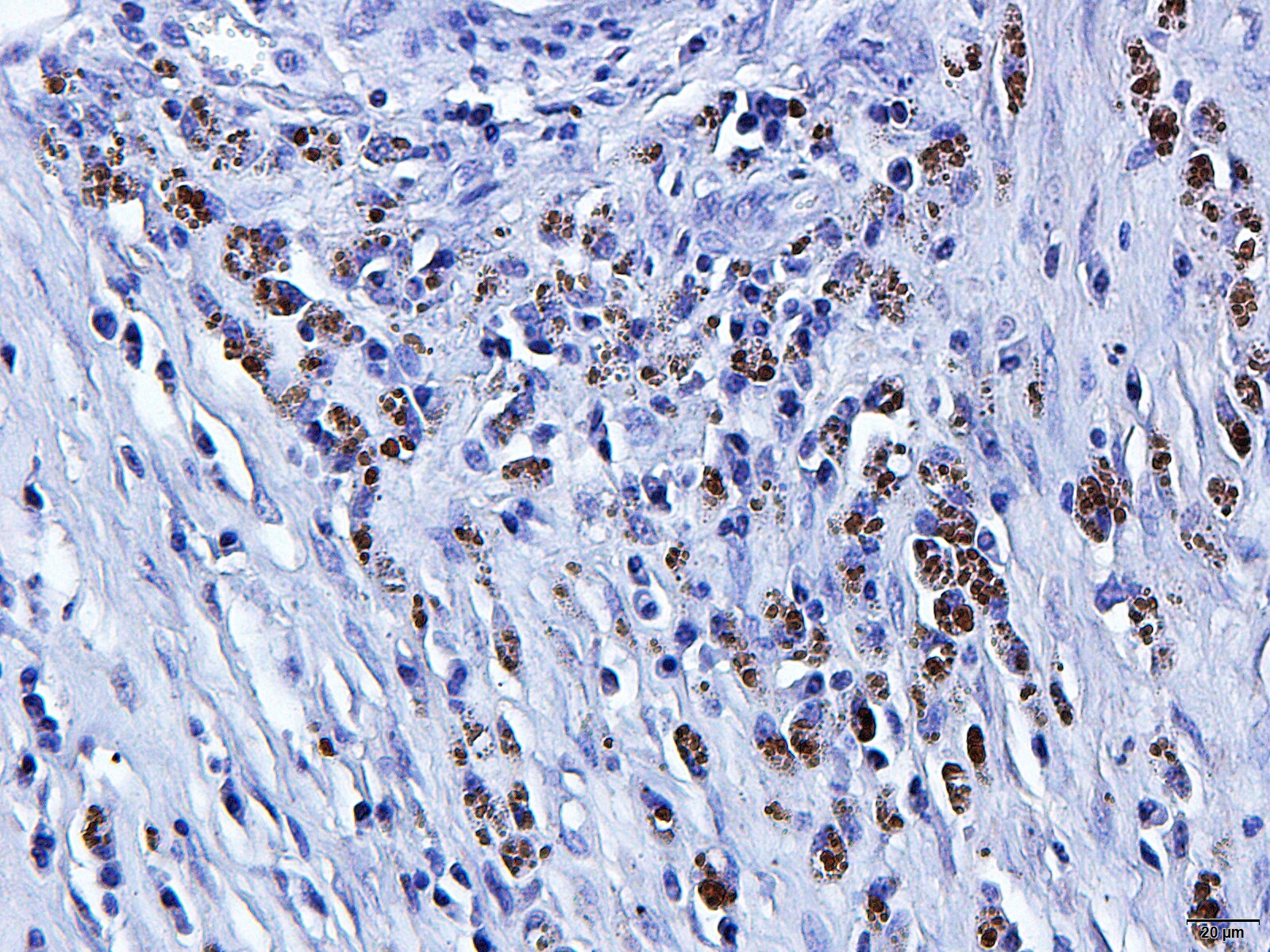 TNF-alpha Antibody (52B83) NB600-1422