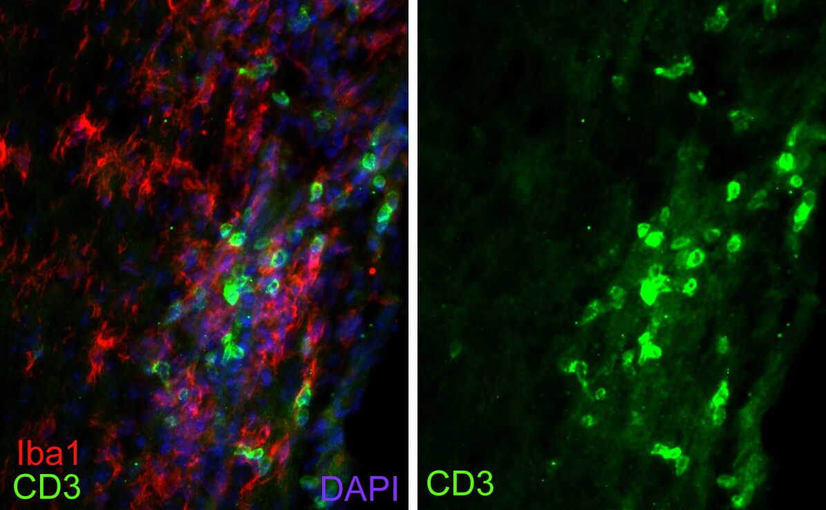 CD3 Antibody (SP7) NB600-1441