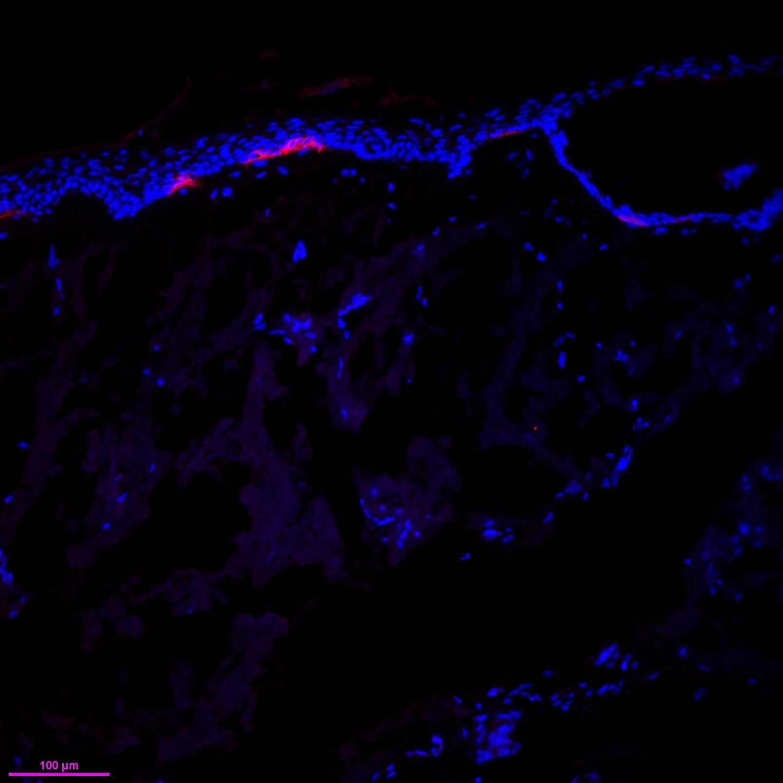 CD3 Antibody (SP7) NB600-1441