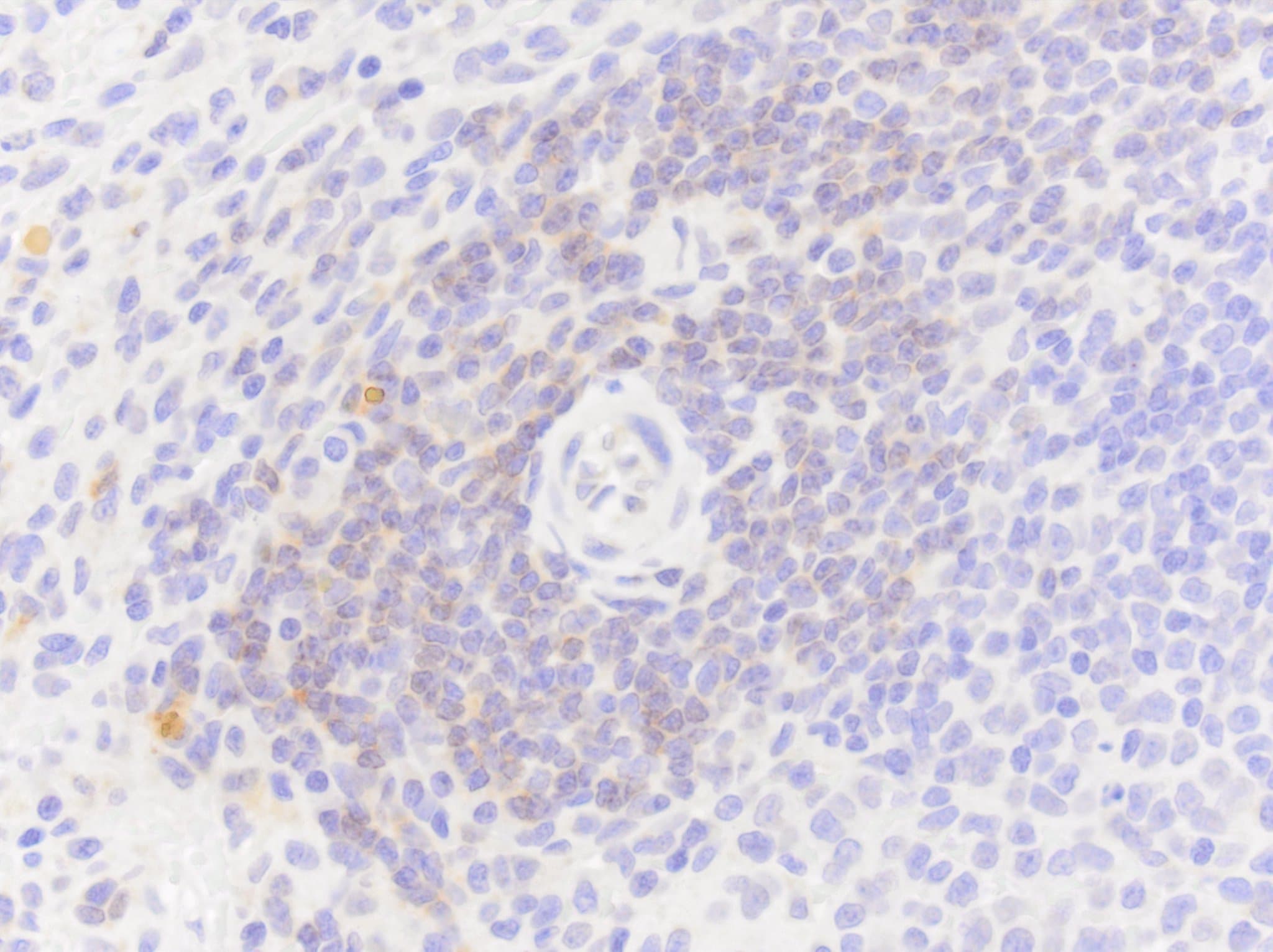 CD3 Antibody (SP7) NB600-1441