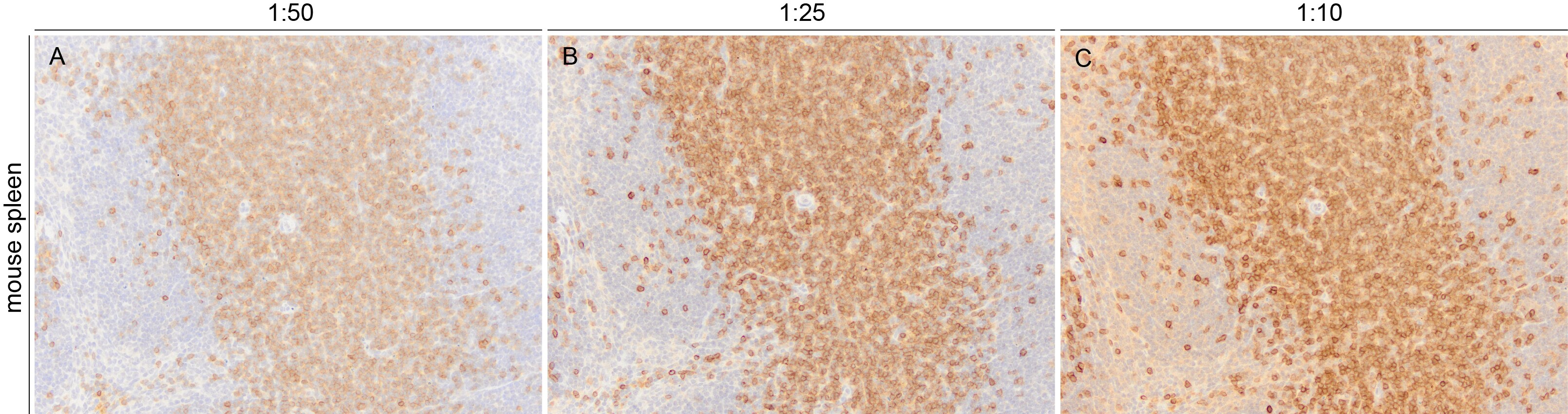 CD3 Antibody (SP7) NB600-1441