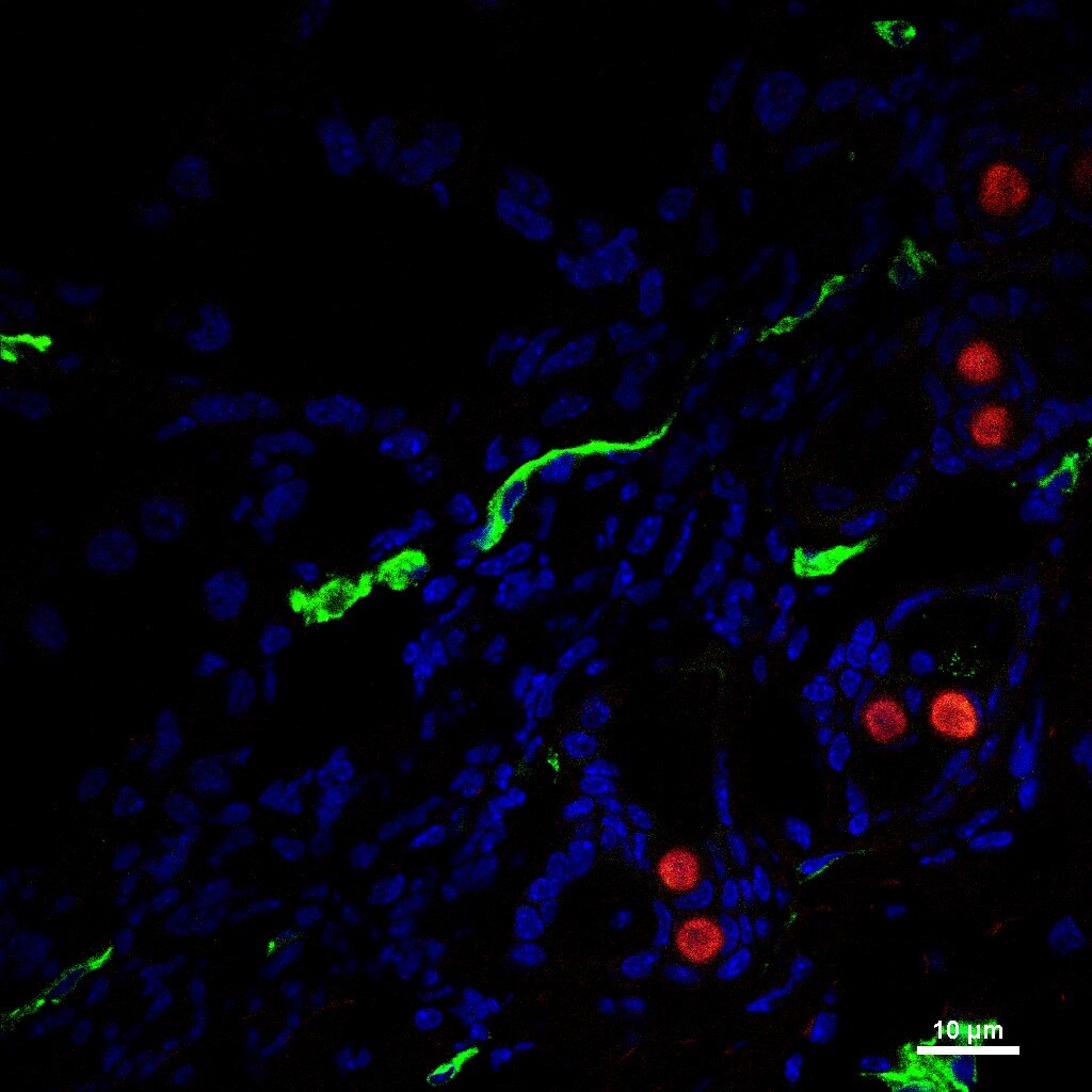 CD31/PECAM-1 Antibody (MEC13.3) - BSA Free NB600-1475