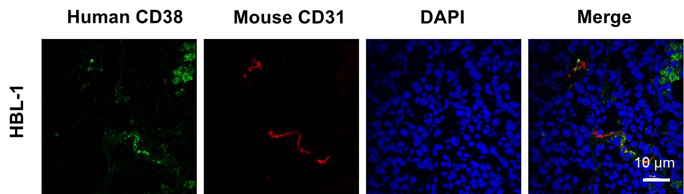 CD31/PECAM-1 Antibody (MEC13.3) - BSA Free NB600-1475