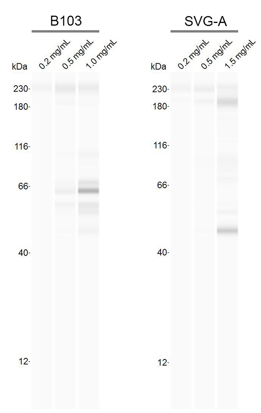 HDAC10 Antibody - BSA Free NB600-223