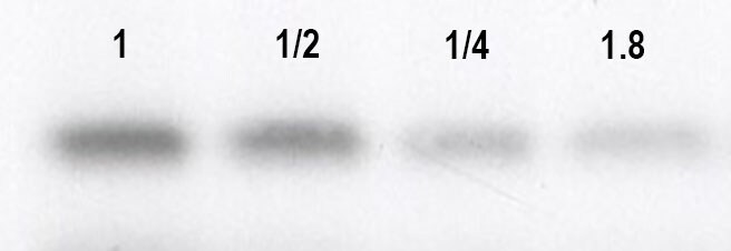 SP1 Antibody - BSA Free NB600-232