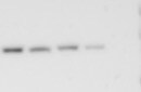 TetR Antibody - BSA Free NB600-234