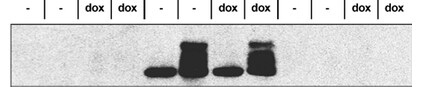 TetR Antibody - BSA Free NB600-234