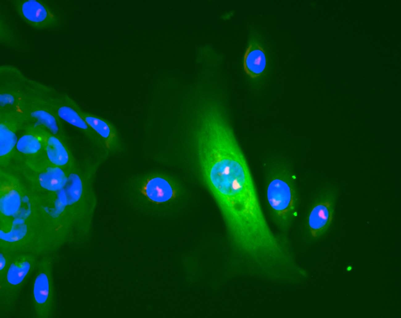 Nucleolin Antibody - BSA Free NB600-241
