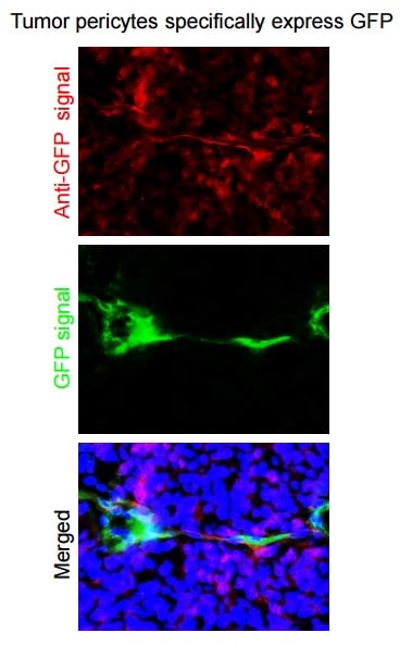 GFP Antibody - BSA Free NB600-308