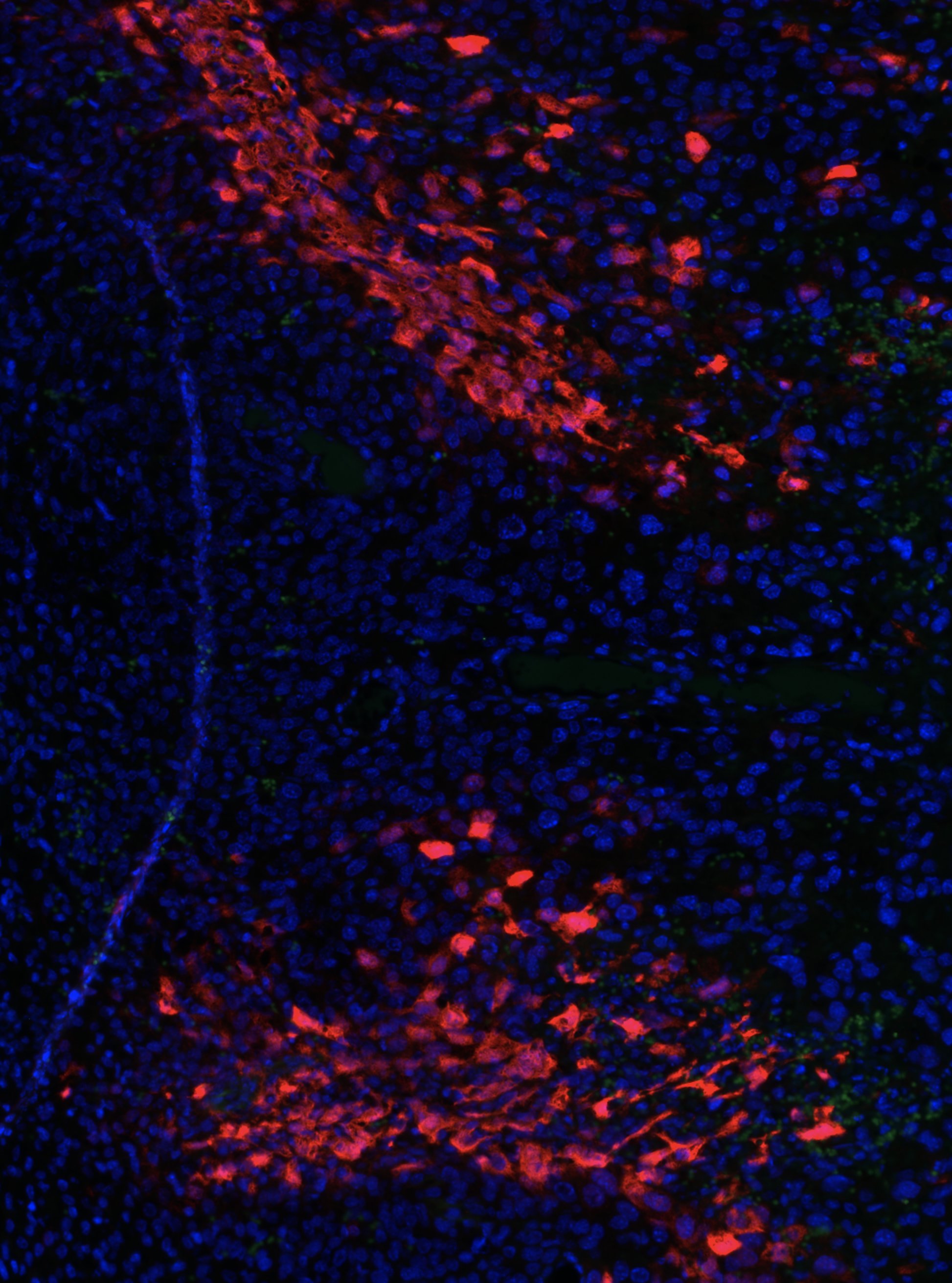 GFP Antibody - BSA Free NB600-308