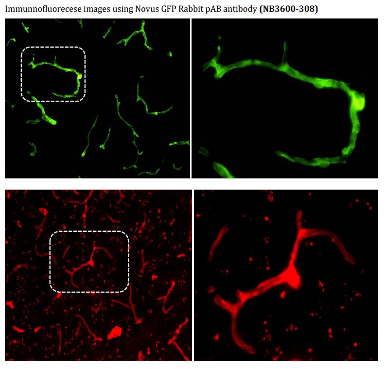 GFP Antibody - BSA Free NB600-308