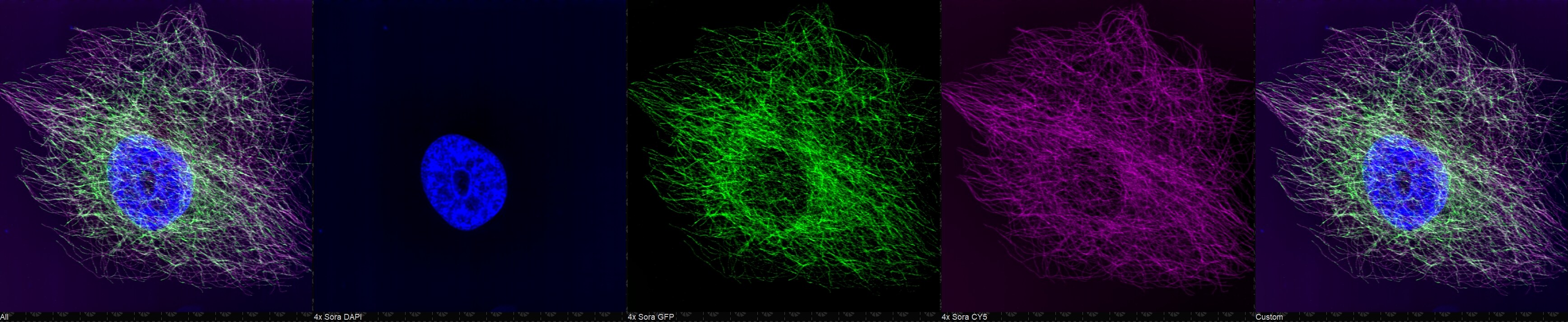 GFP Antibody - BSA Free NB600-308