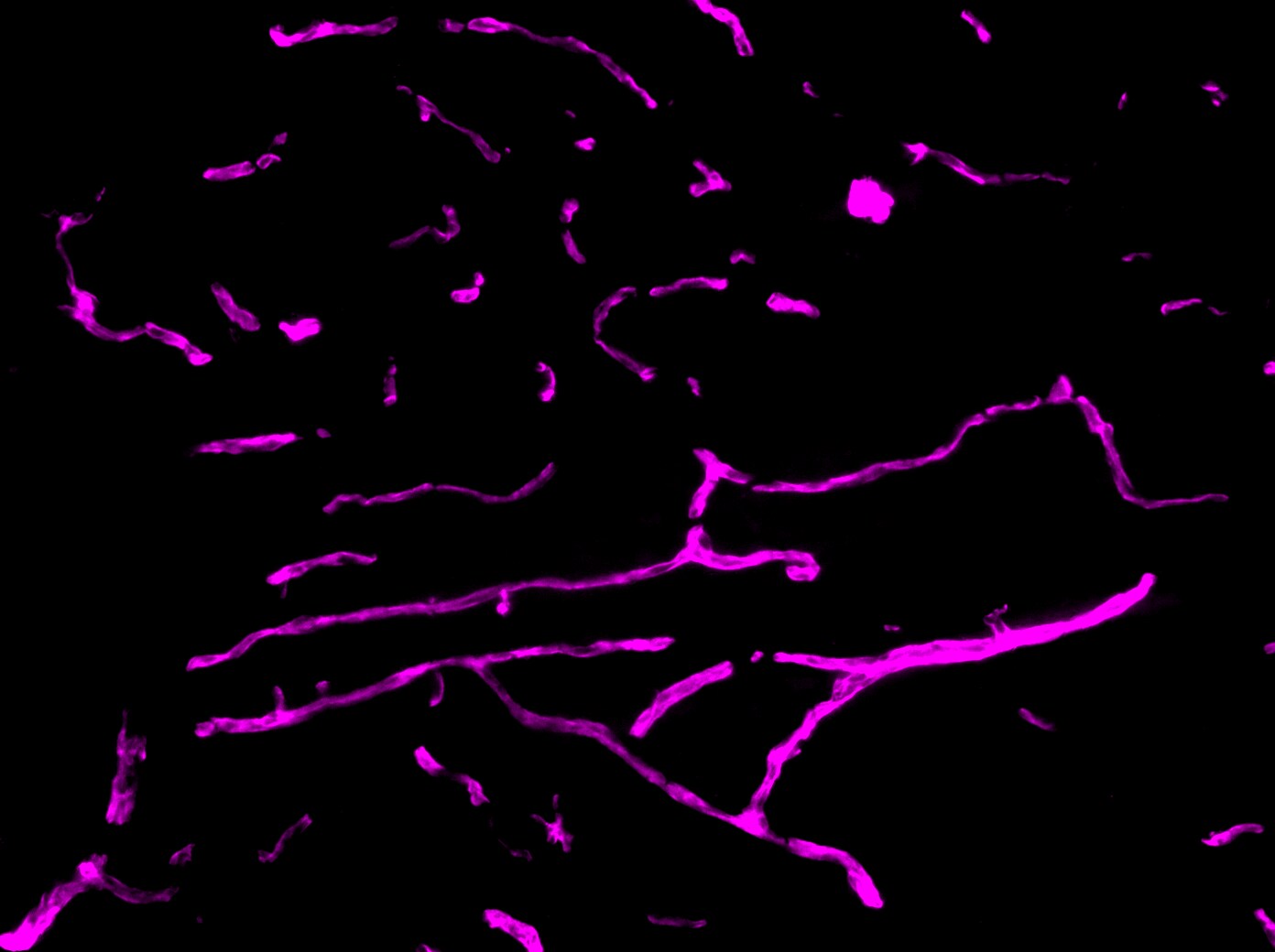 GFP Antibody [Biotin] NB600-308B