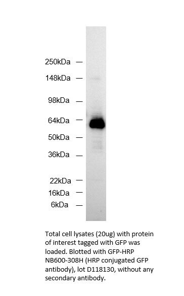 GFP Antibody [HRP] NB600-308H