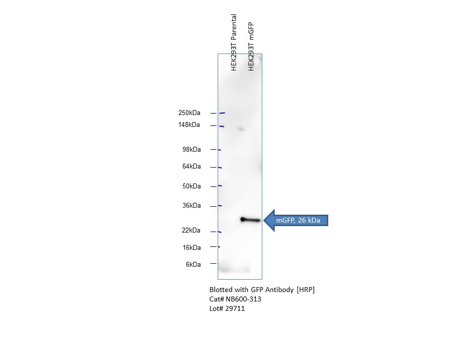 GFP Antibody [HRP] NB600-313