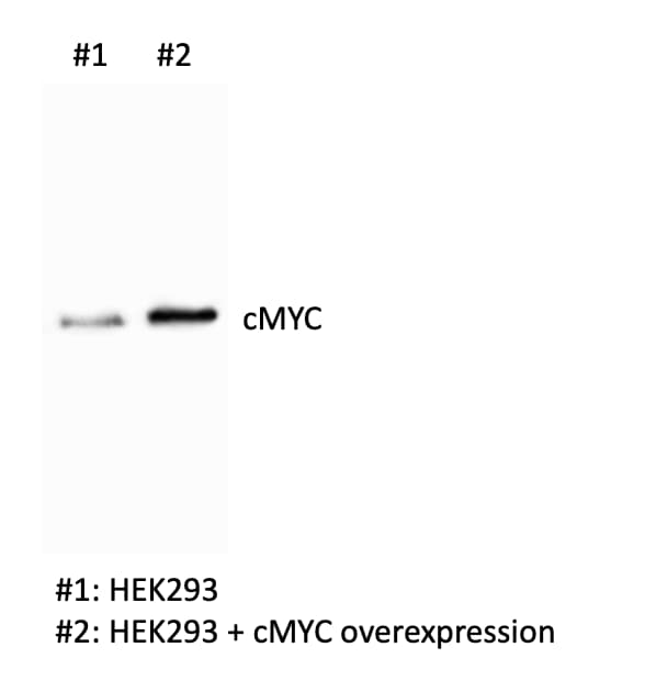 c-Myc Antibody - BSA Free NB600-336