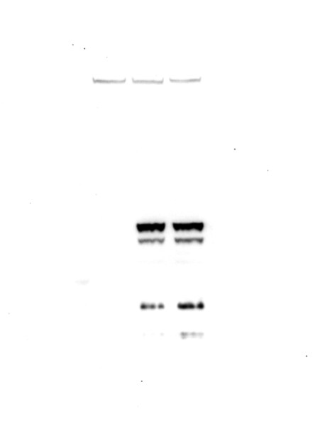 DYKDDDDK Epitope Tag Antibody - BSA Free NB600-345