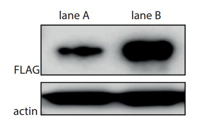 DYKDDDDK Epitope Tag Antibody - BSA Free NB600-345