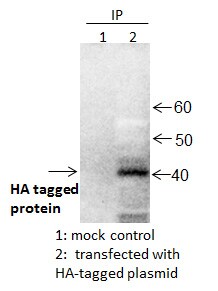 DYKDDDDK Epitope Tag Antibody [Agarose] NB600-351