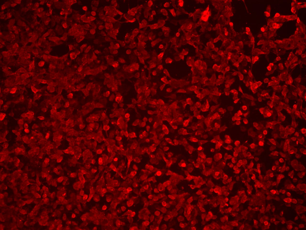 HA Tag Antibody - BSA Free NB600-362