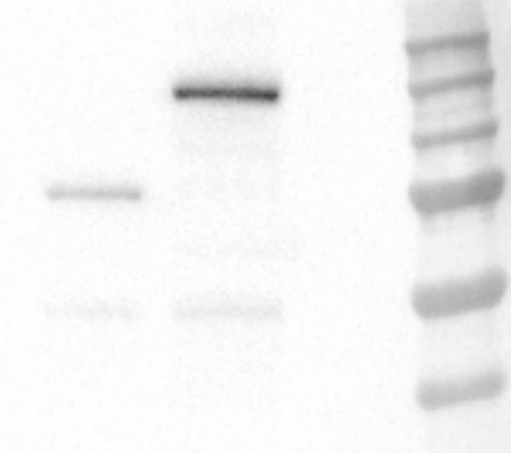 HA Tag Antibody - BSA Free NB600-362