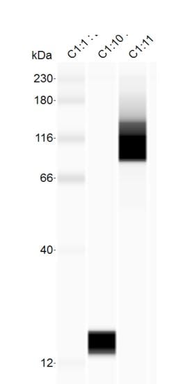 HA Tag Antibody - BSA Free NB600-363